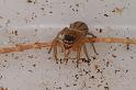 Lycidas_scutulatus_D7810_Z_90_North Stradbroke island_Australie